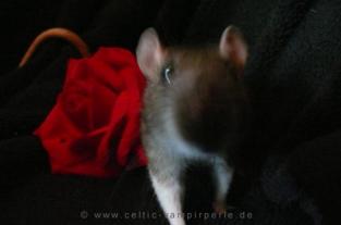 Beschreibung: Beschreibung: Beschreibung: Beschreibung: Beschreibung: Beschreibung: Cosima