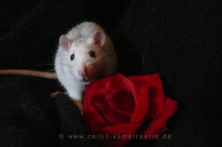 Beschreibung: Beschreibung: Beschreibung: Beschreibung: Beschreibung: Beschreibung: Lilli