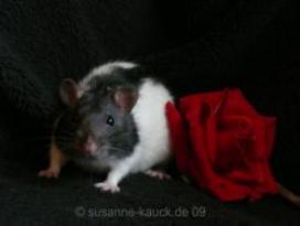 Beschreibung: Beschreibung: Beschreibung: Beschreibung: Beschreibung: Beschreibung: Lioba-kl