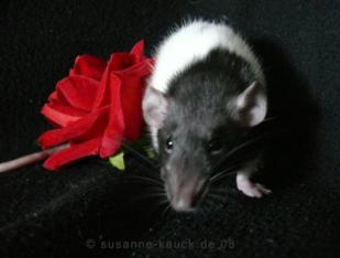 Beschreibung: Beschreibung: Beschreibung: Beschreibung: Beschreibung: Beschreibung: Lismore