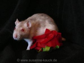 Beschreibung: Beschreibung: Beschreibung: Beschreibung: Beschreibung: Beschreibung: Kopie von Fairy